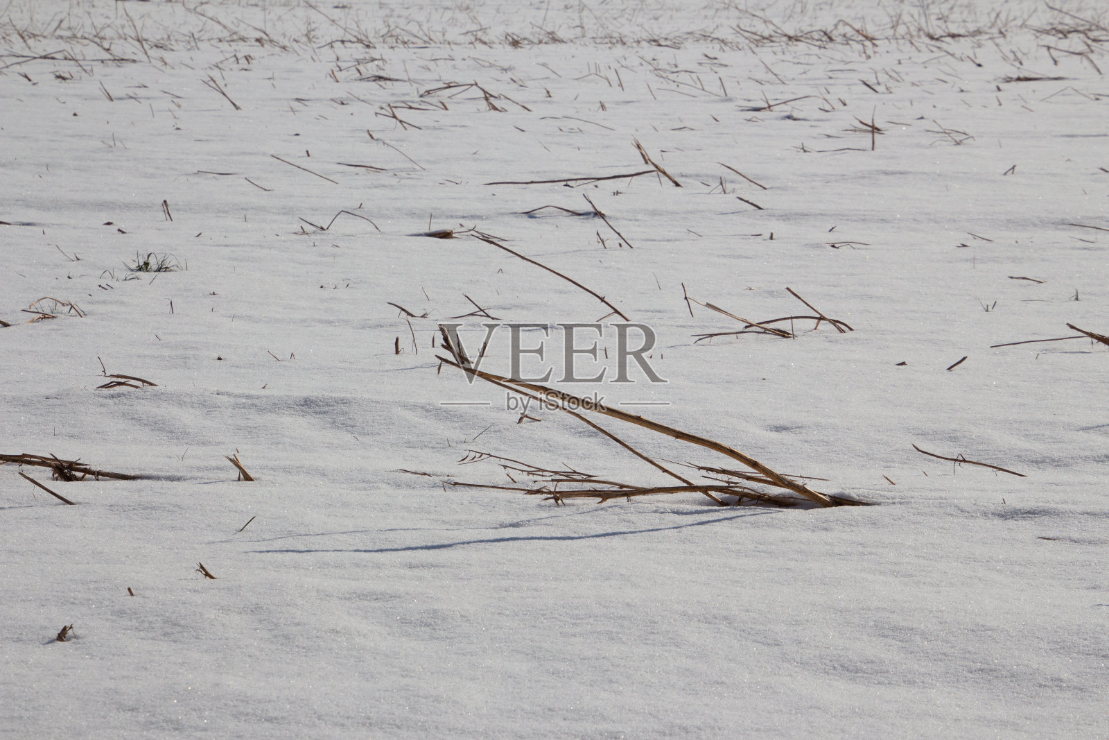 冬天雪地里的麦茬照片摄影图片