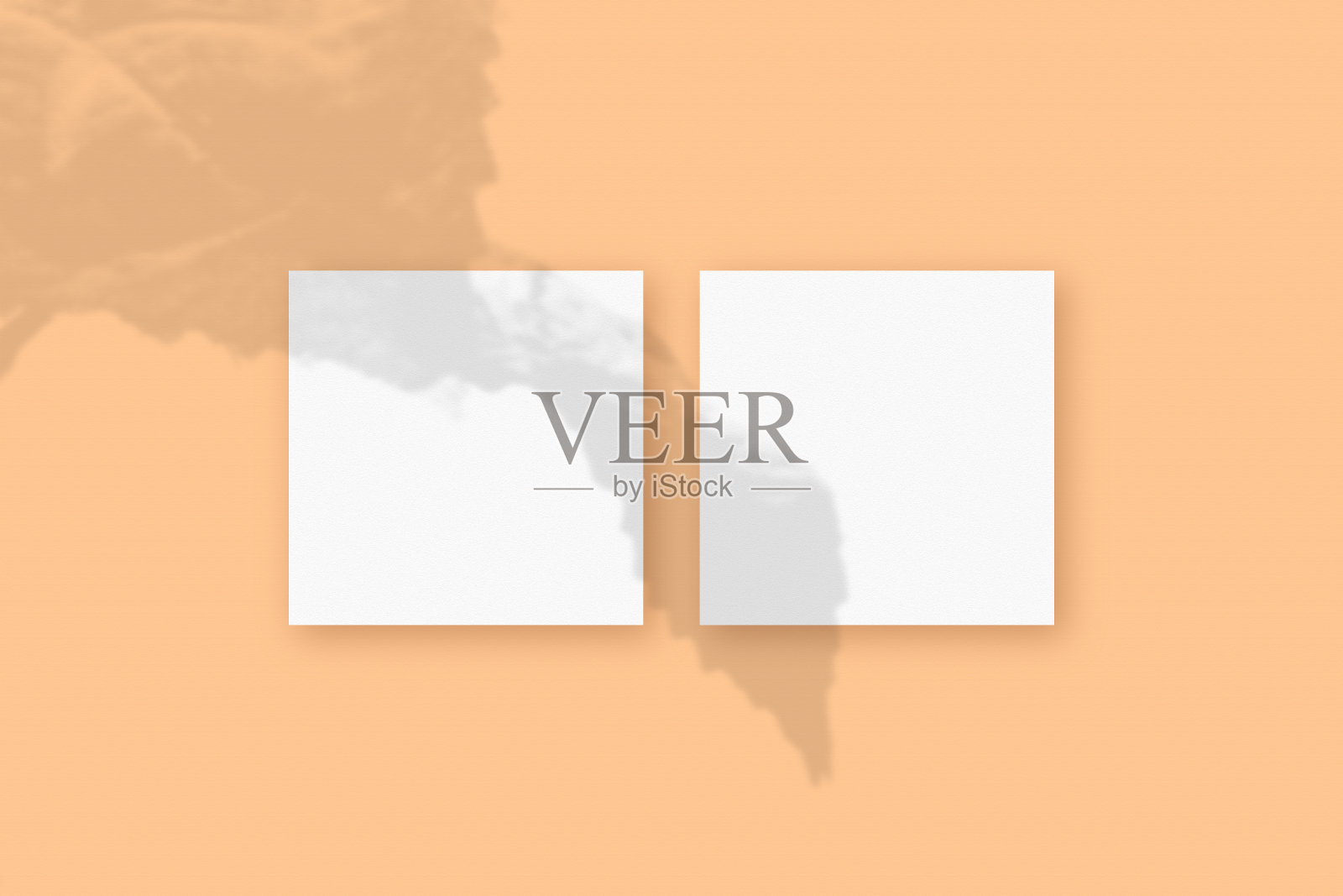 自然光将植物的阴影投射在米色纹理背景上的两张方形白纸上。模型插画图片素材