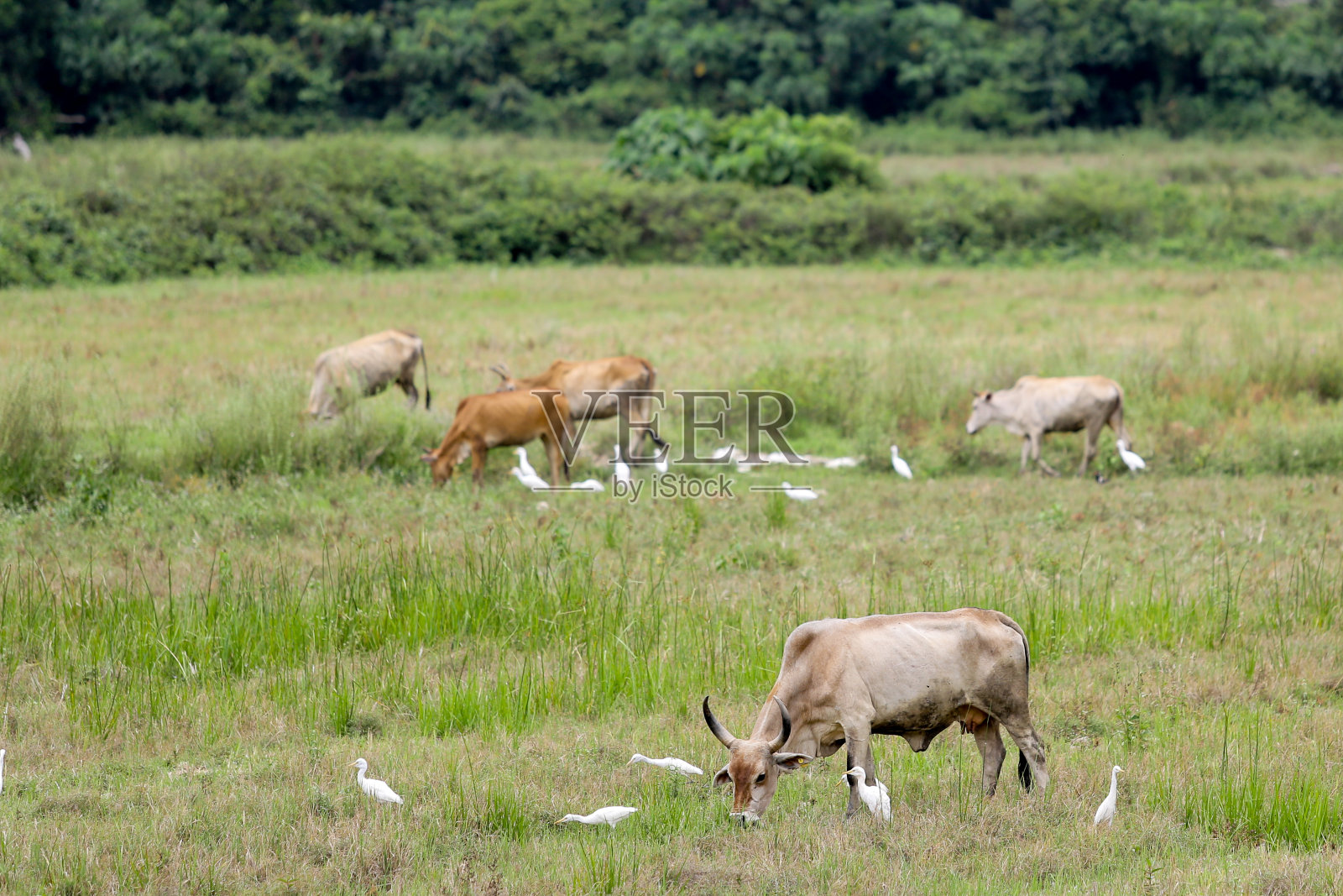群牛照片摄影图片