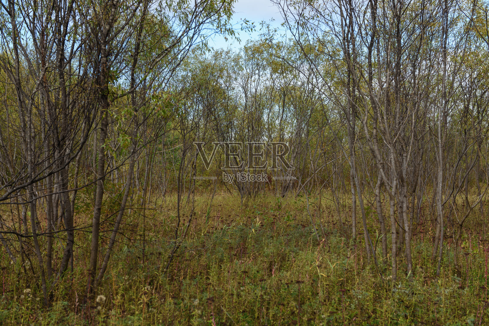 一个风景如画的风景。河岸附近柳树丛生照片摄影图片