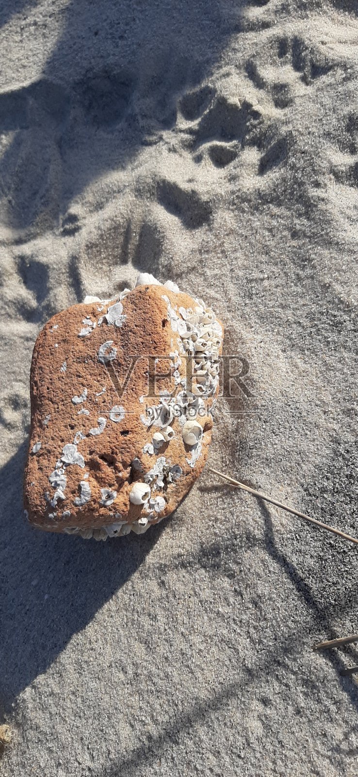 海滩岩石与藤壶照片摄影图片