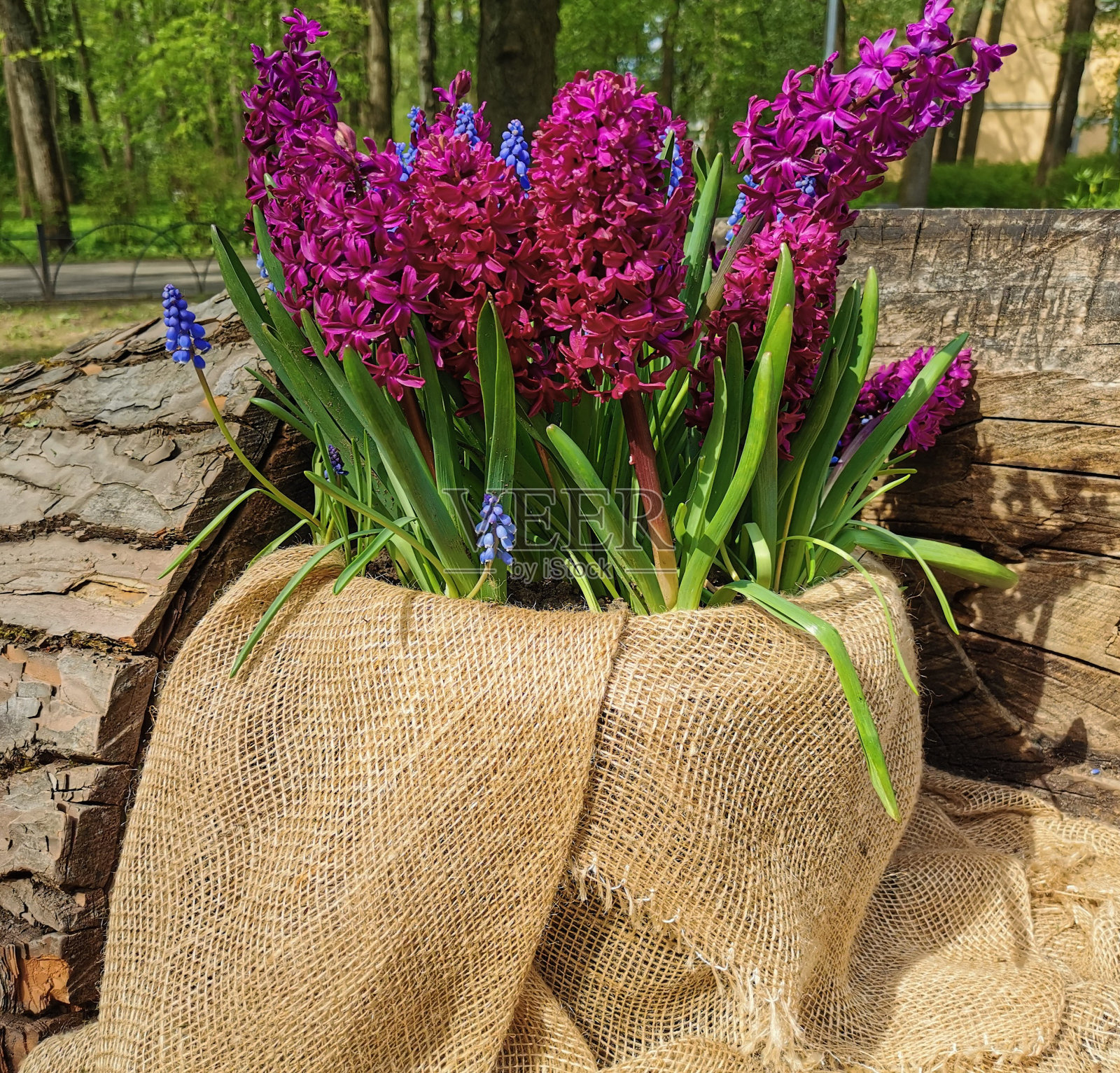 在埃拉根岛的一个公园里，帆布花盆上有勃艮第风信子和麝香树照片摄影图片