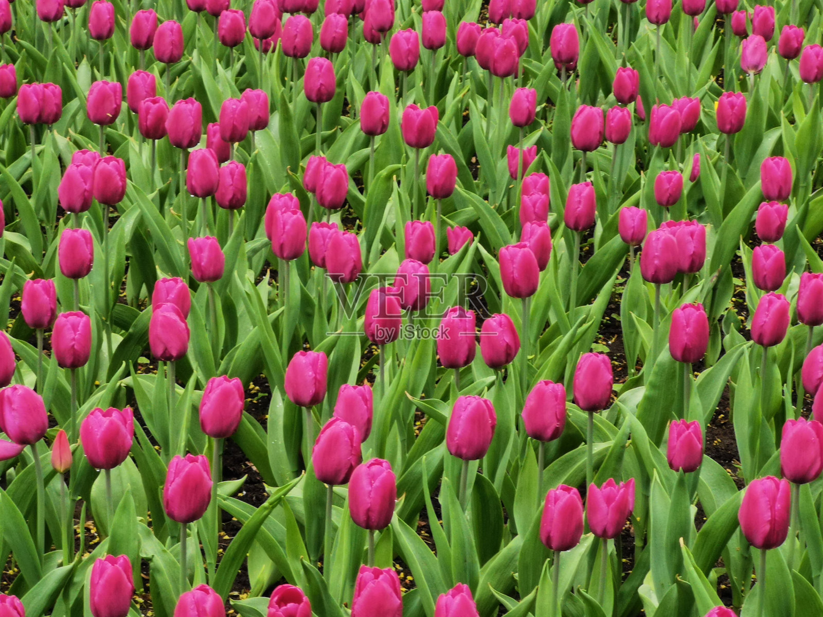 公园里种着淡紫色郁金香的花坛。圣彼得堡埃拉金岛上的郁金香节照片摄影图片