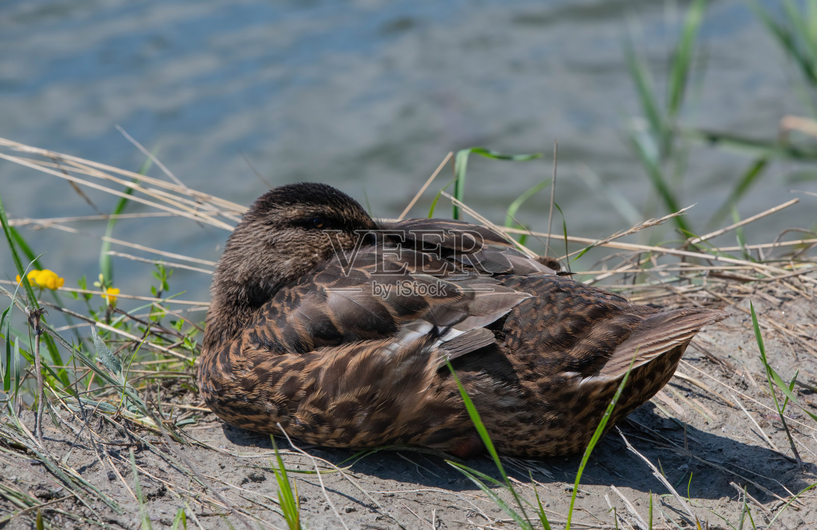 鸭子在水边休息照片摄影图片