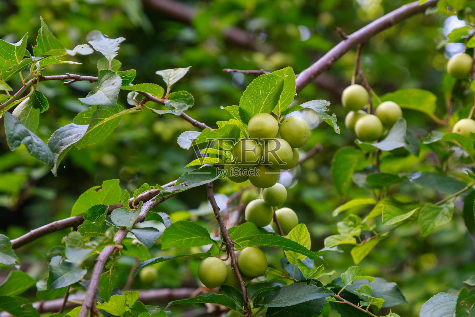 树枝上的樱桃梅。有选择性的重点。背景与文本复制空间照片摄影图片