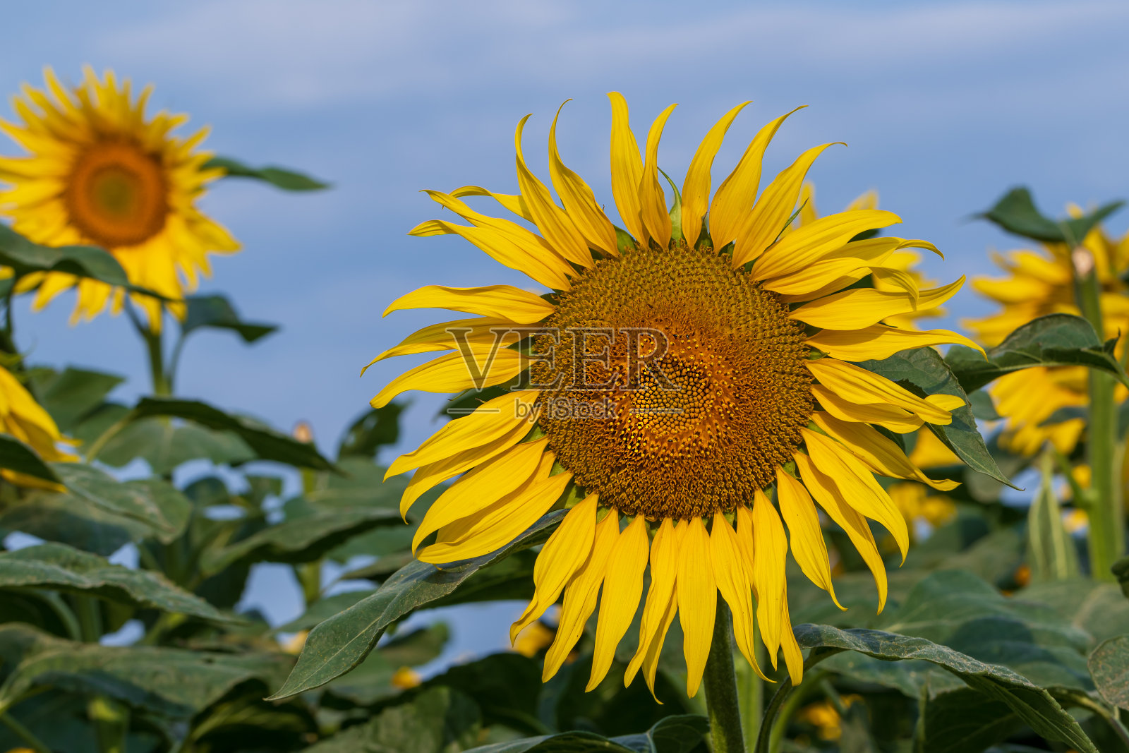 盛开的向日葵-春天田野里的向日葵。黄色的花上面是一个戏剧性的天空与云。在日落时分的天空照片摄影图片