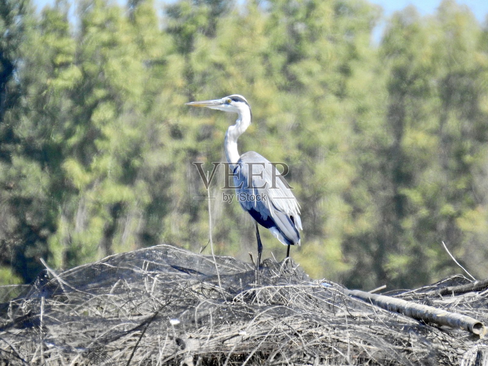 鹭照片摄影图片