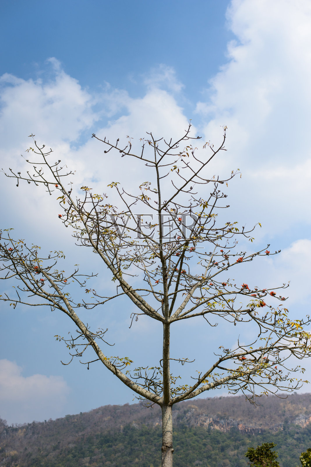大自然的景象与孤独干燥的树与植物。照片摄影图片