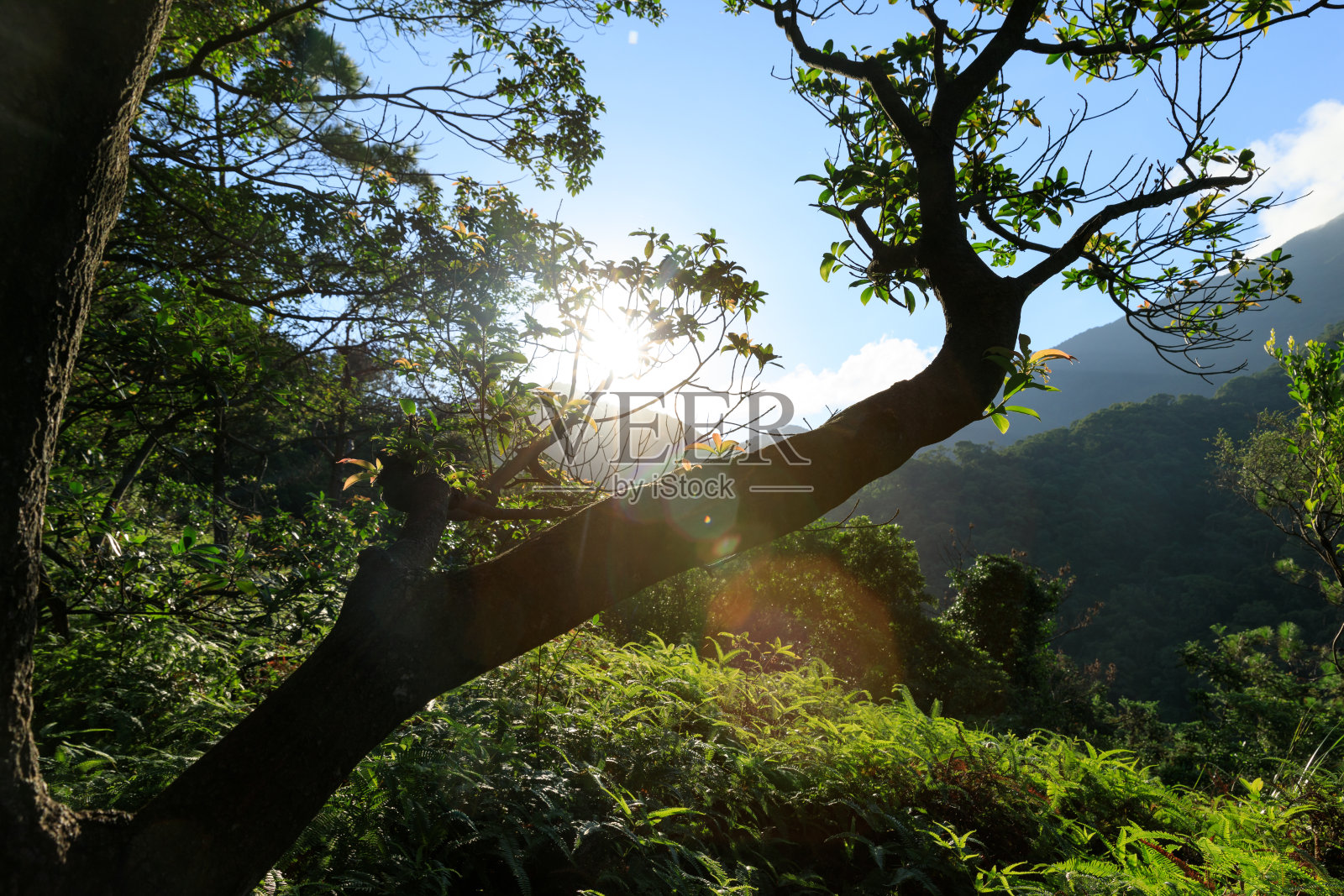 美丽的景色雾蒙蒙的森林与阳光透过树木，镜头耀斑照片摄影图片