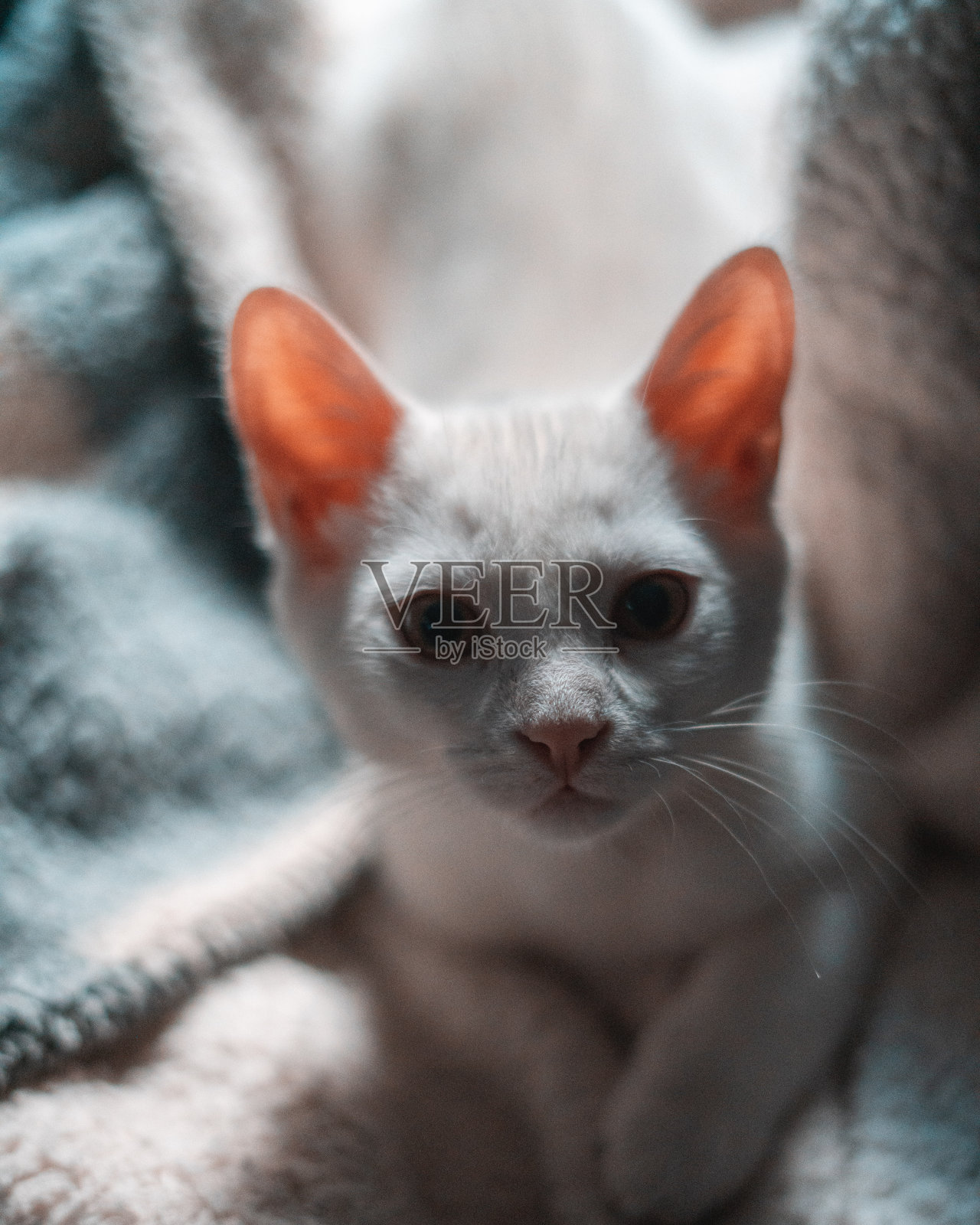 猫的特写肖像照片摄影图片