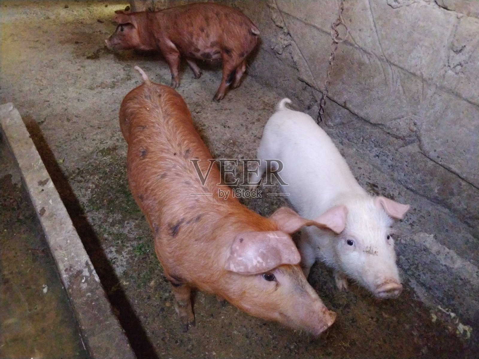 三只小猪在马厩里。谷仓里欢快的动物们。育肥用的幼猪。小猪们在看镜头。两只红棕色的猪，一只粉白色的照片摄影图片