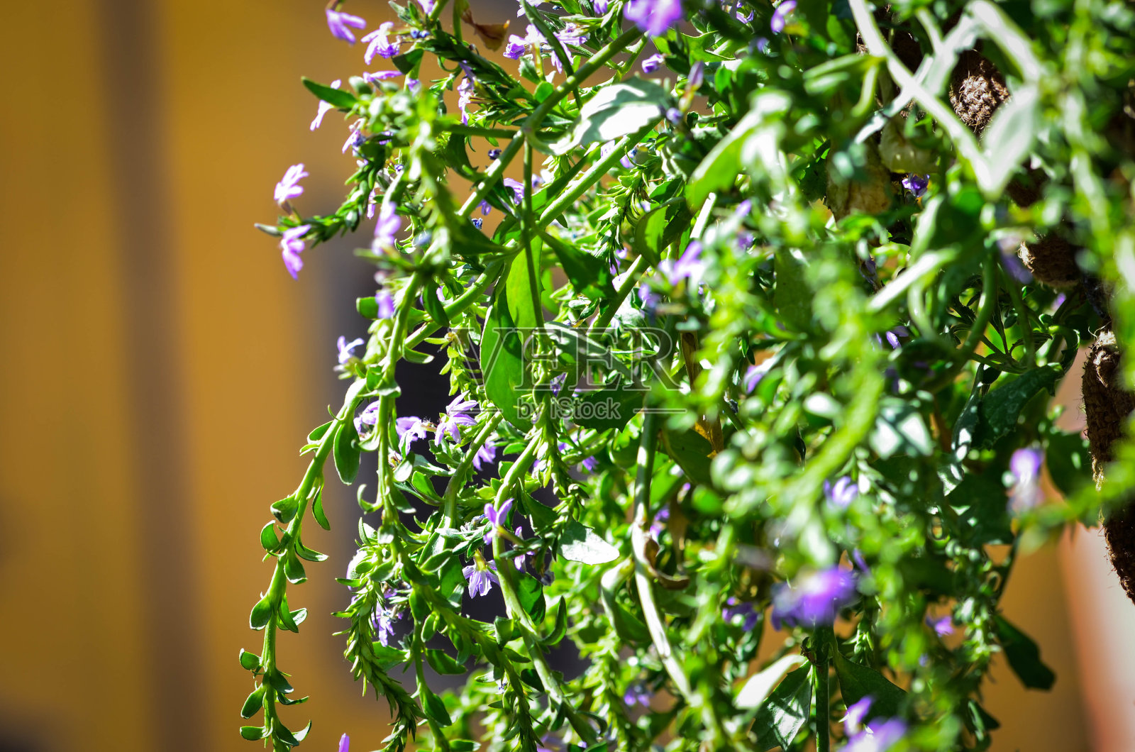 夏日花朵闭合照片摄影图片