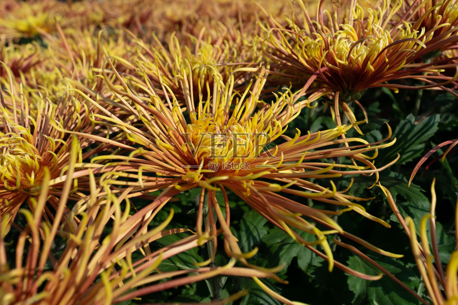 红色和黄色的菊花，长而薄的花瓣正在盛开照片摄影图片