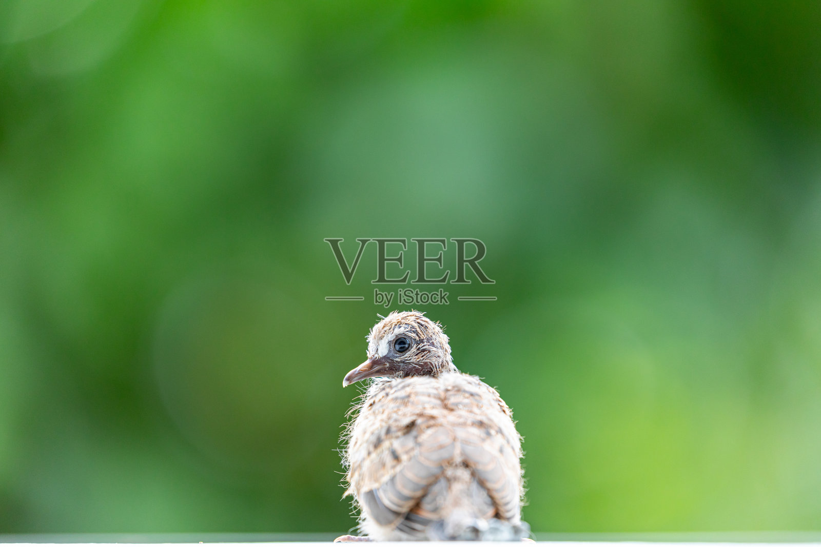 小鸽子出生后，花园一片模糊的绿色。照片摄影图片