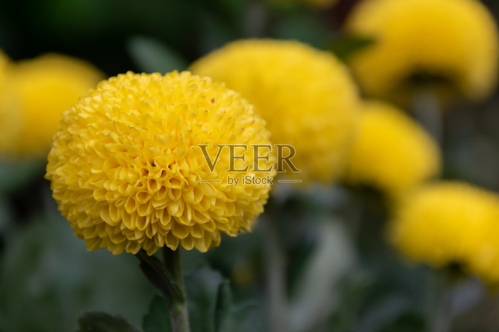 公园里有各种颜色和品种的菊花照片摄影图片