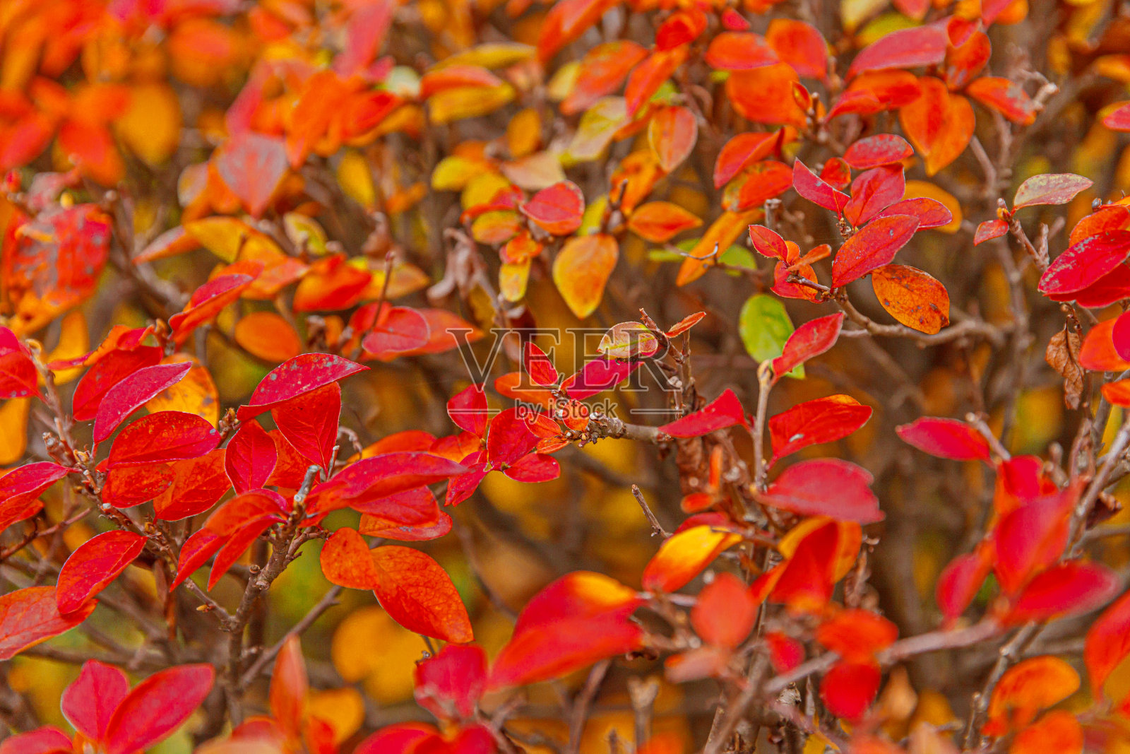 在花园或公园选择性聚焦的模糊背景上，特写自然秋天的红橙色叶子的秋天视图。灵感自然十月或九月壁纸。季节变换概念照片摄影图片