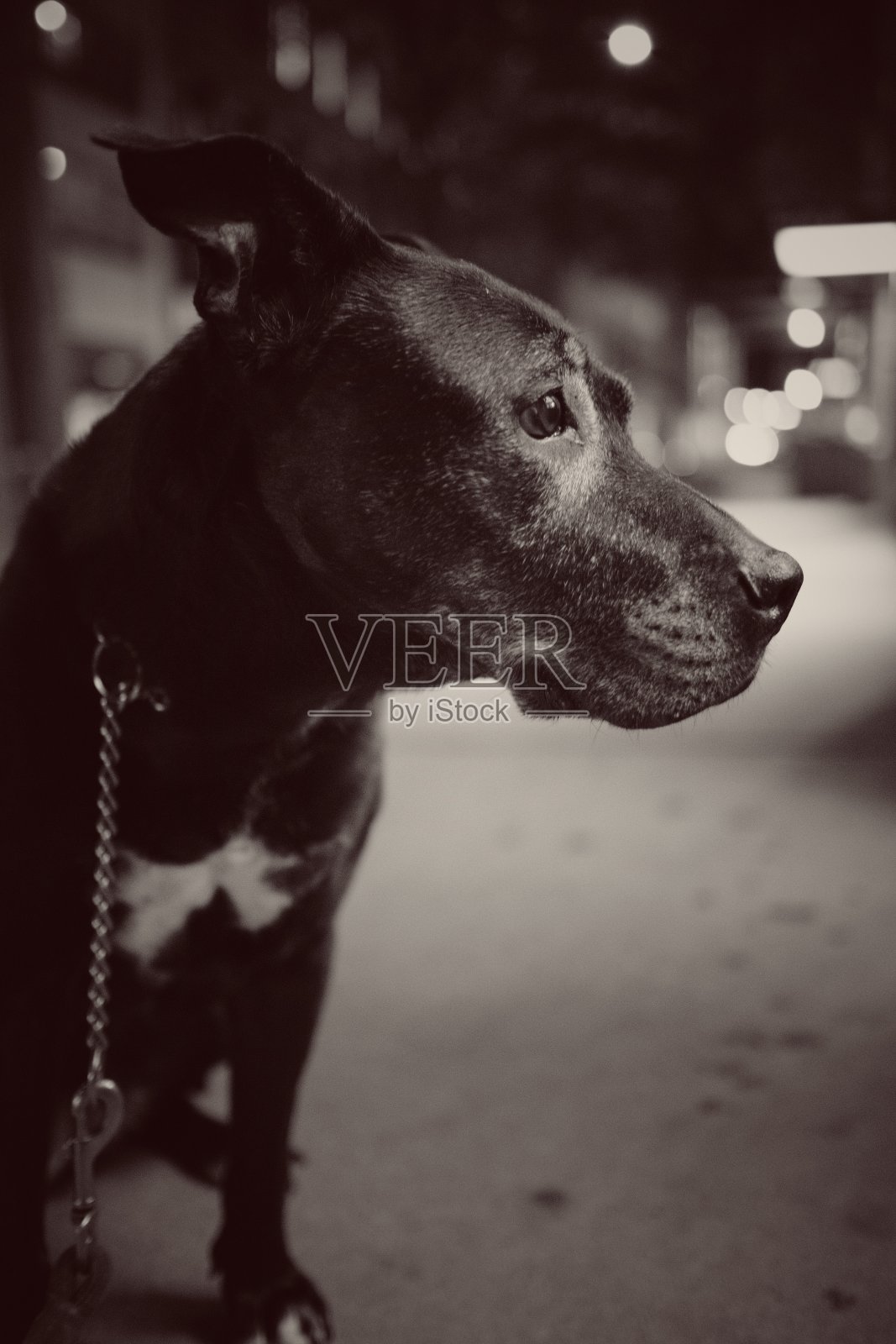 漫步中的都市公牛照片摄影图片