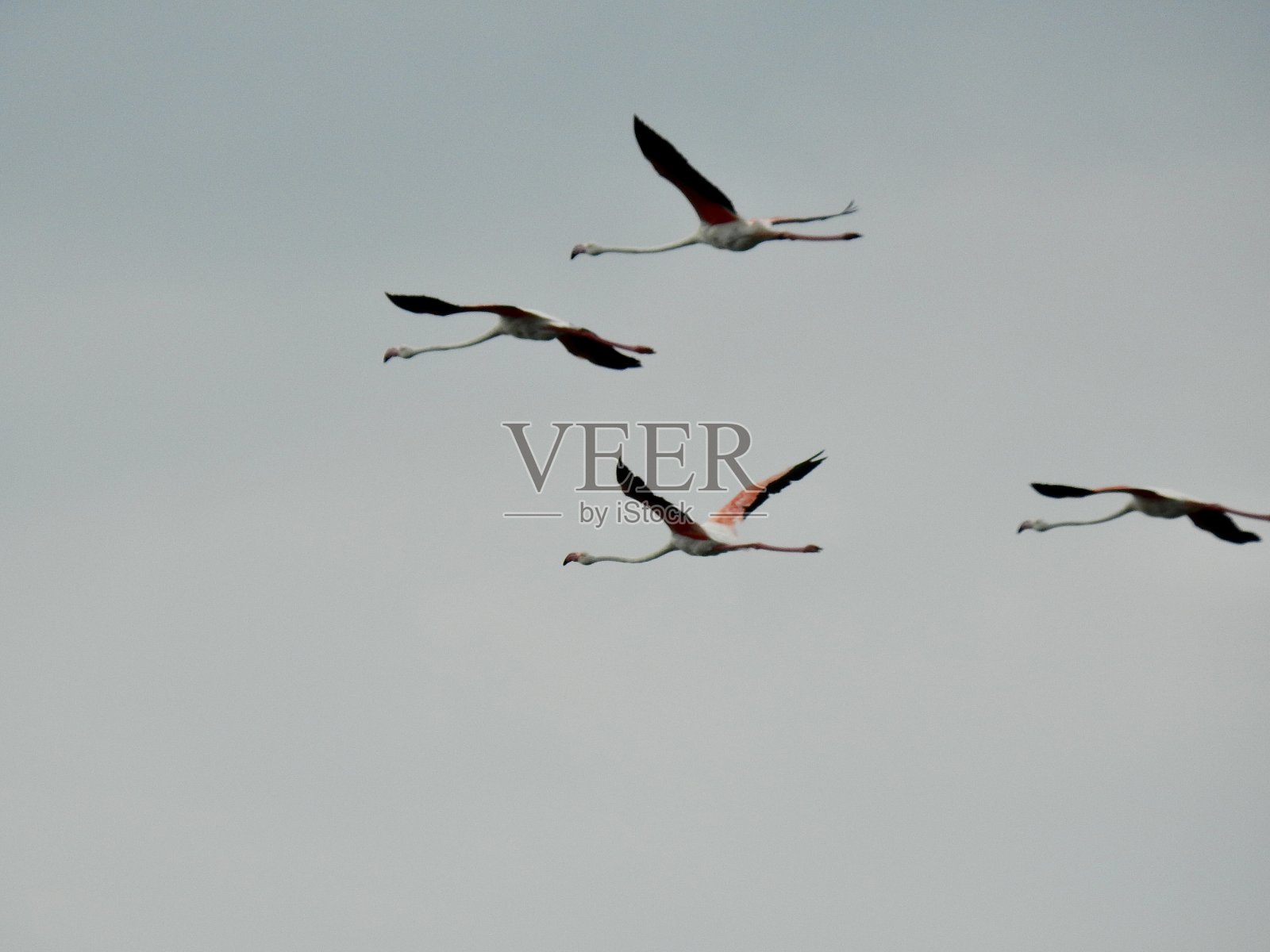 火烈鸟照片摄影图片