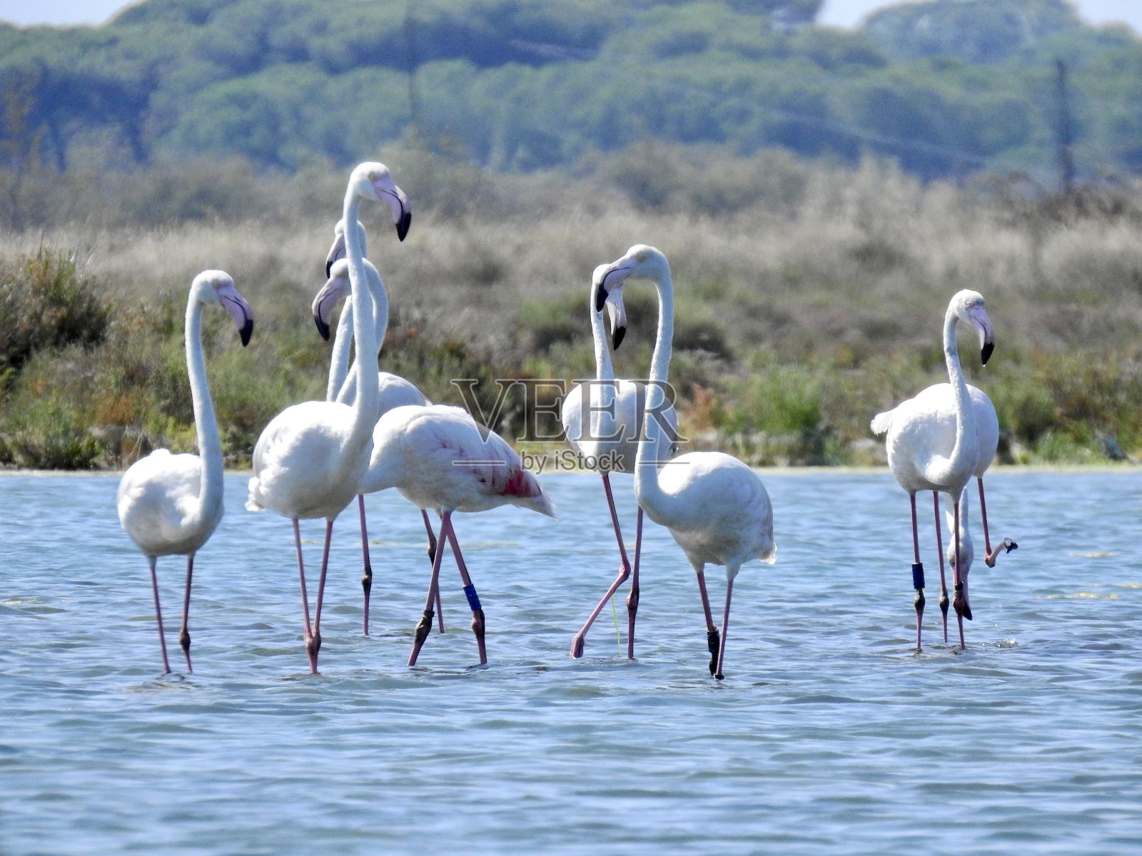 火烈鸟照片摄影图片