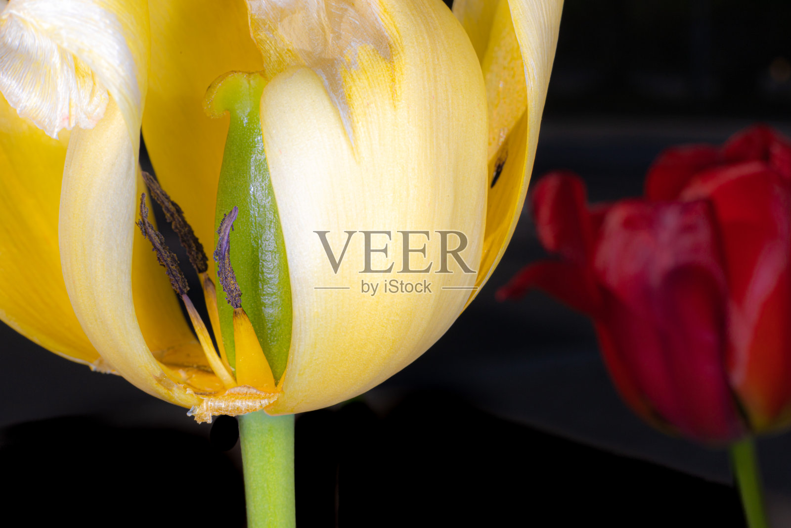 郁金香照片摄影图片