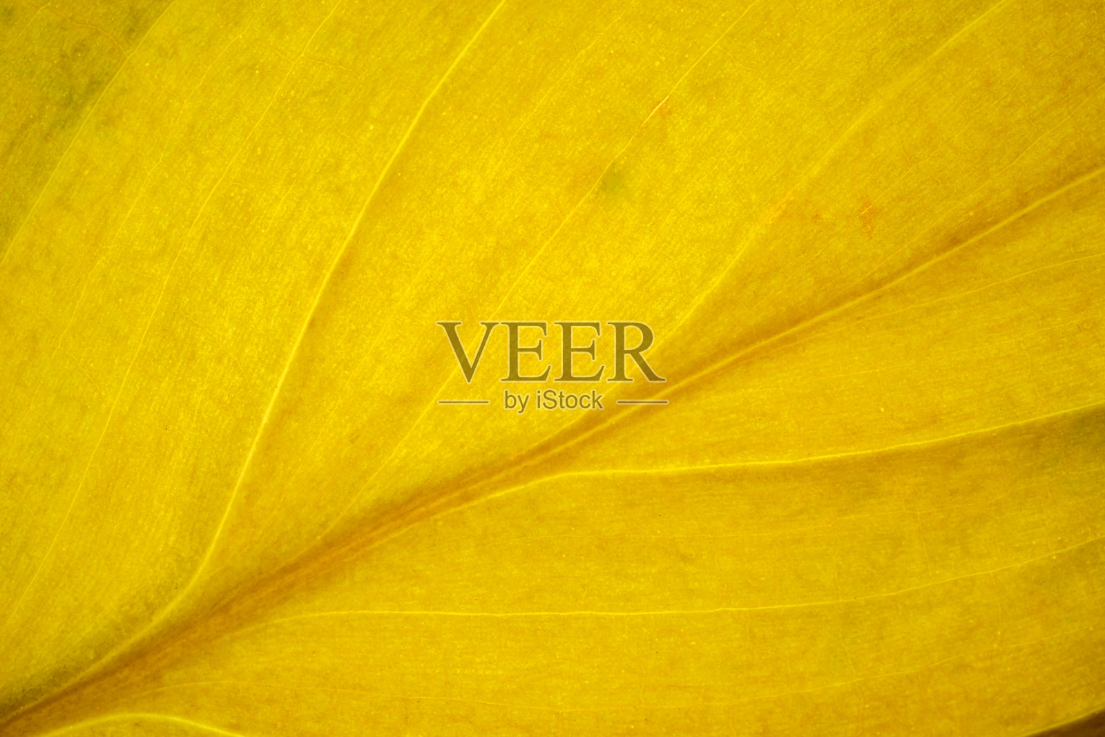 黄色蔬菜背景照片摄影图片