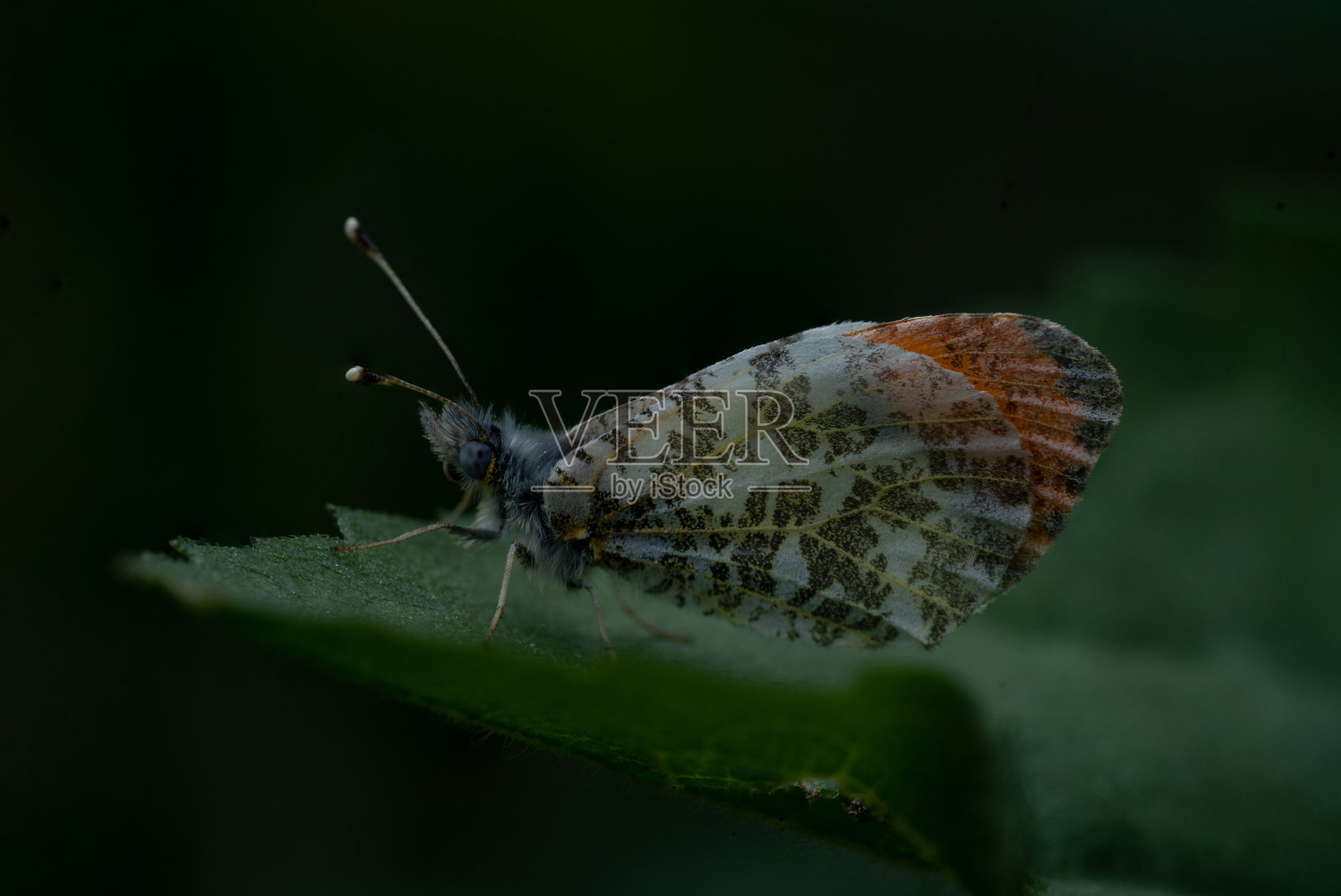 蝴蝶的宏观照片摄影图片