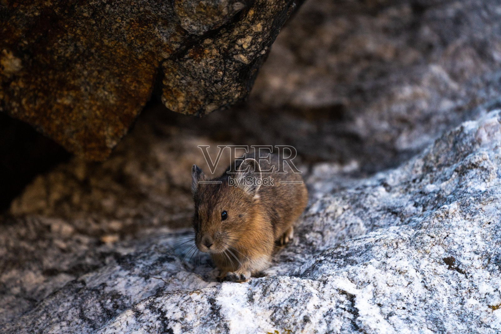 高山鼠兔照片摄影图片