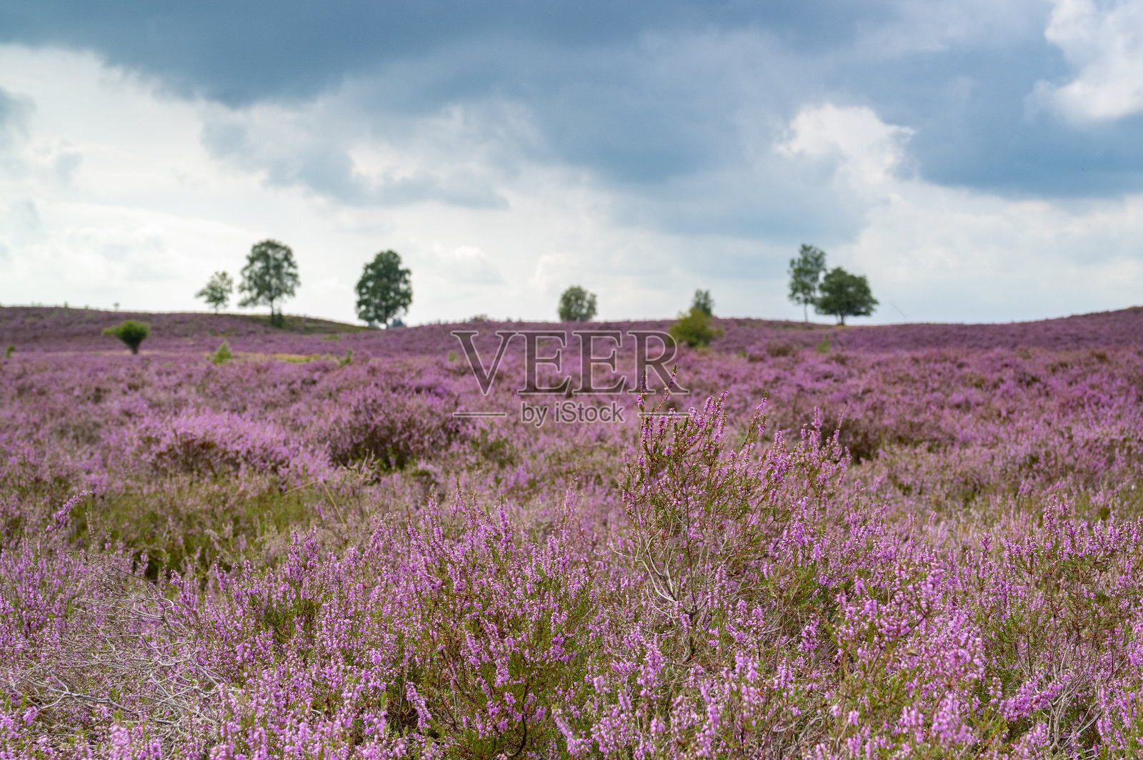 夏季在石南荒原上盛开的石南花照片摄影图片