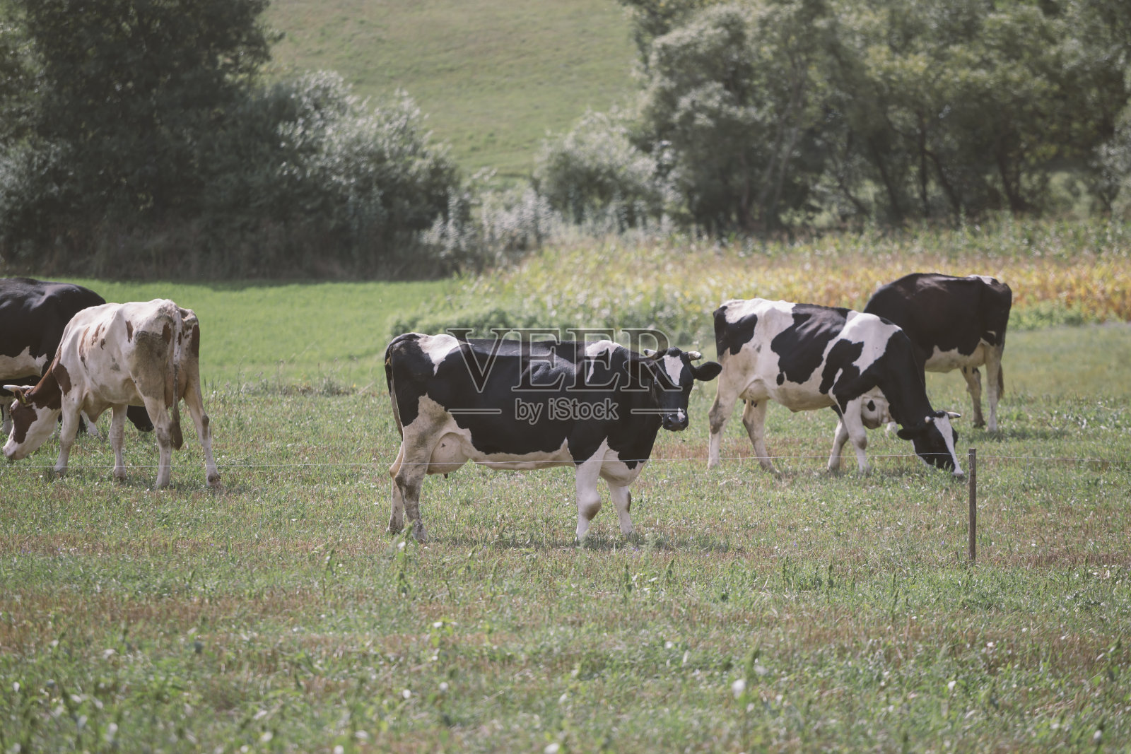 放牧的牛群照片摄影图片