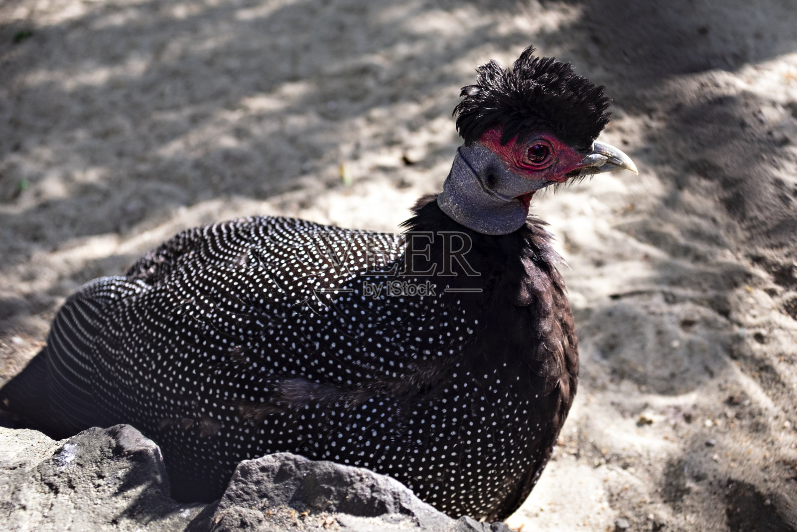 凤冠珍珠鸡(guttera pucherani)特写镜头。有斑点的鸟的肖像照片摄影图片