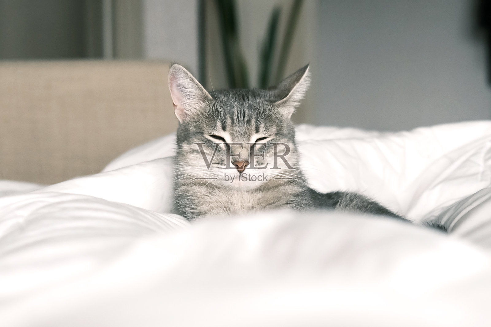 一只家猫睡在床上。猫在室内。照片摄影图片