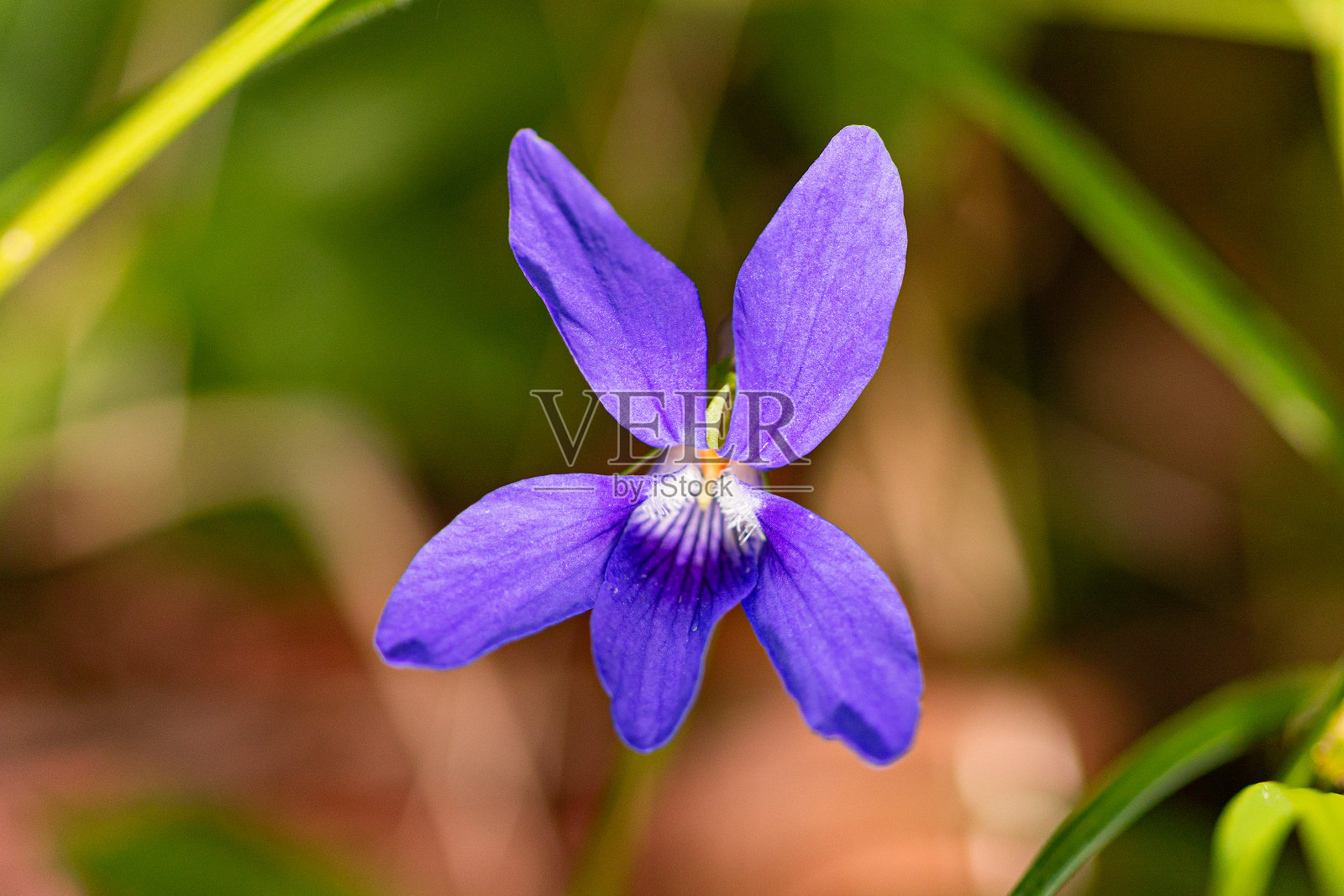 花照片摄影图片