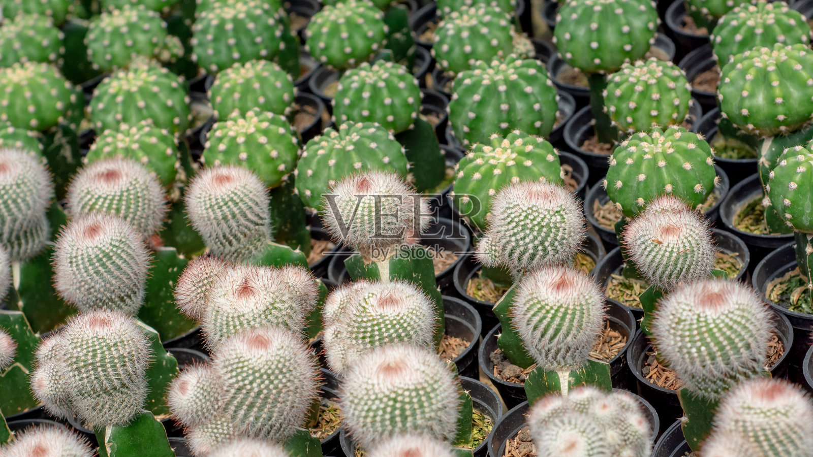 金色桶仙人掌特写背景照片摄影图片