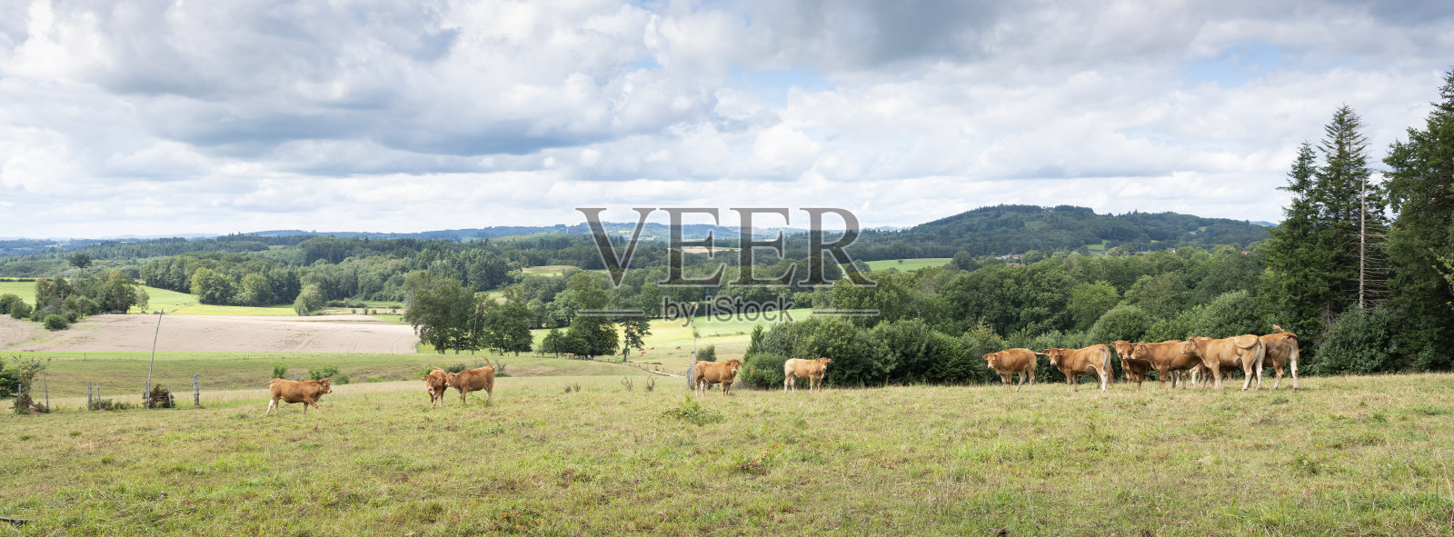 在法国利摩日附近的乡村，利木赞奶牛站在草地上照片摄影图片