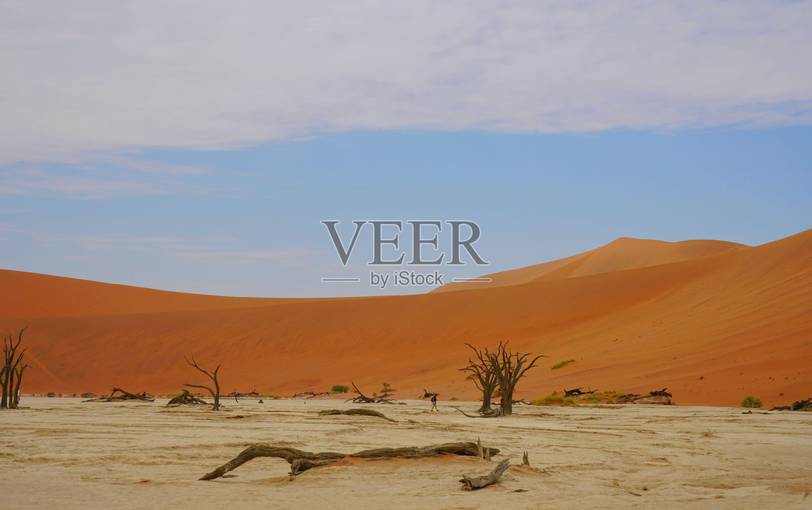 红色的沙漠，枯死的树木，还有在沙丘上徒步旅行的游客。照片摄影图片
