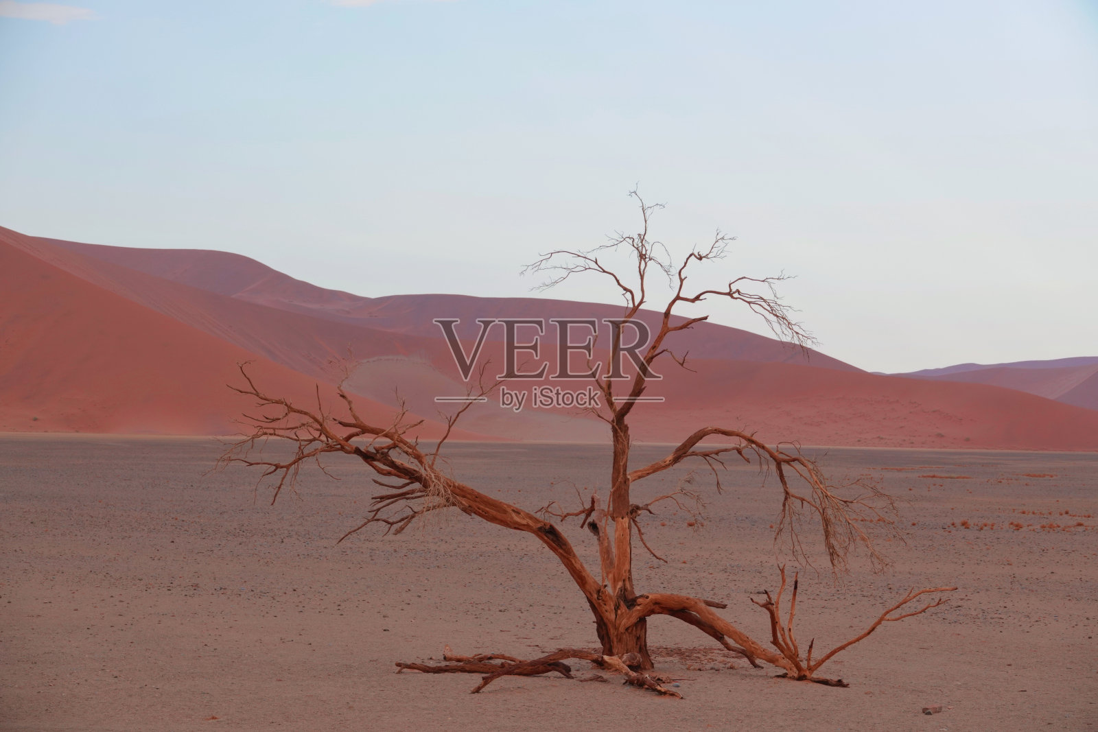 红色的沙漠，枯死的树木，还有在沙丘上徒步旅行的游客。照片摄影图片