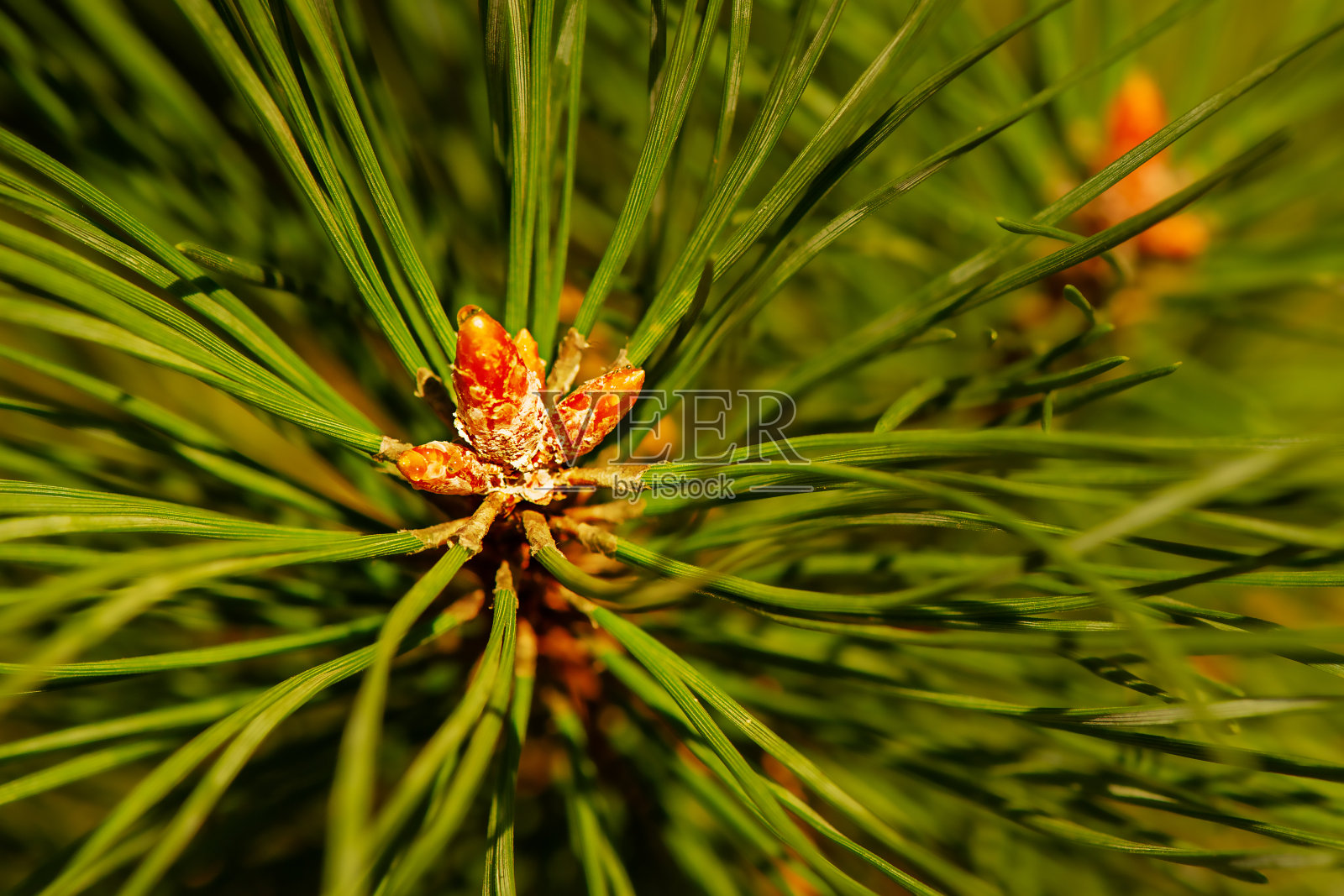 松分支特写。绿色针叶树嫩枝的背景照片摄影图片