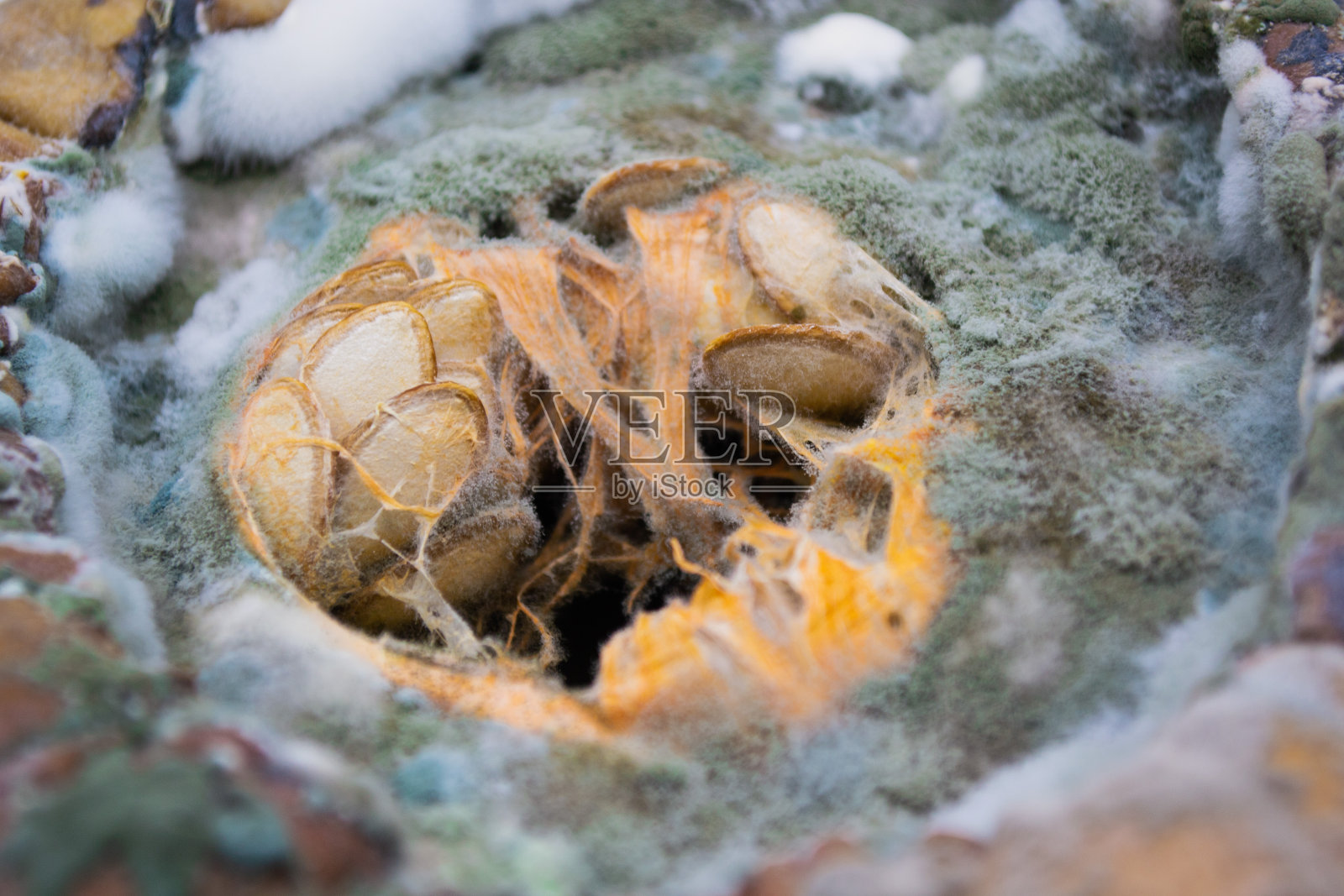 绿色、蓝色和白色的霉菌生长在一个腐烂的南瓜上，种子在中间照片摄影图片