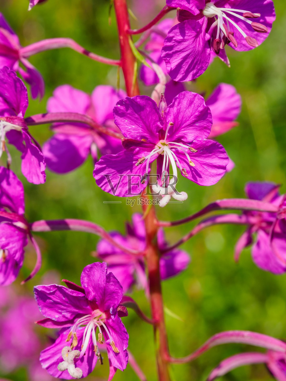 挪威粉红色花朵的特写照片摄影图片