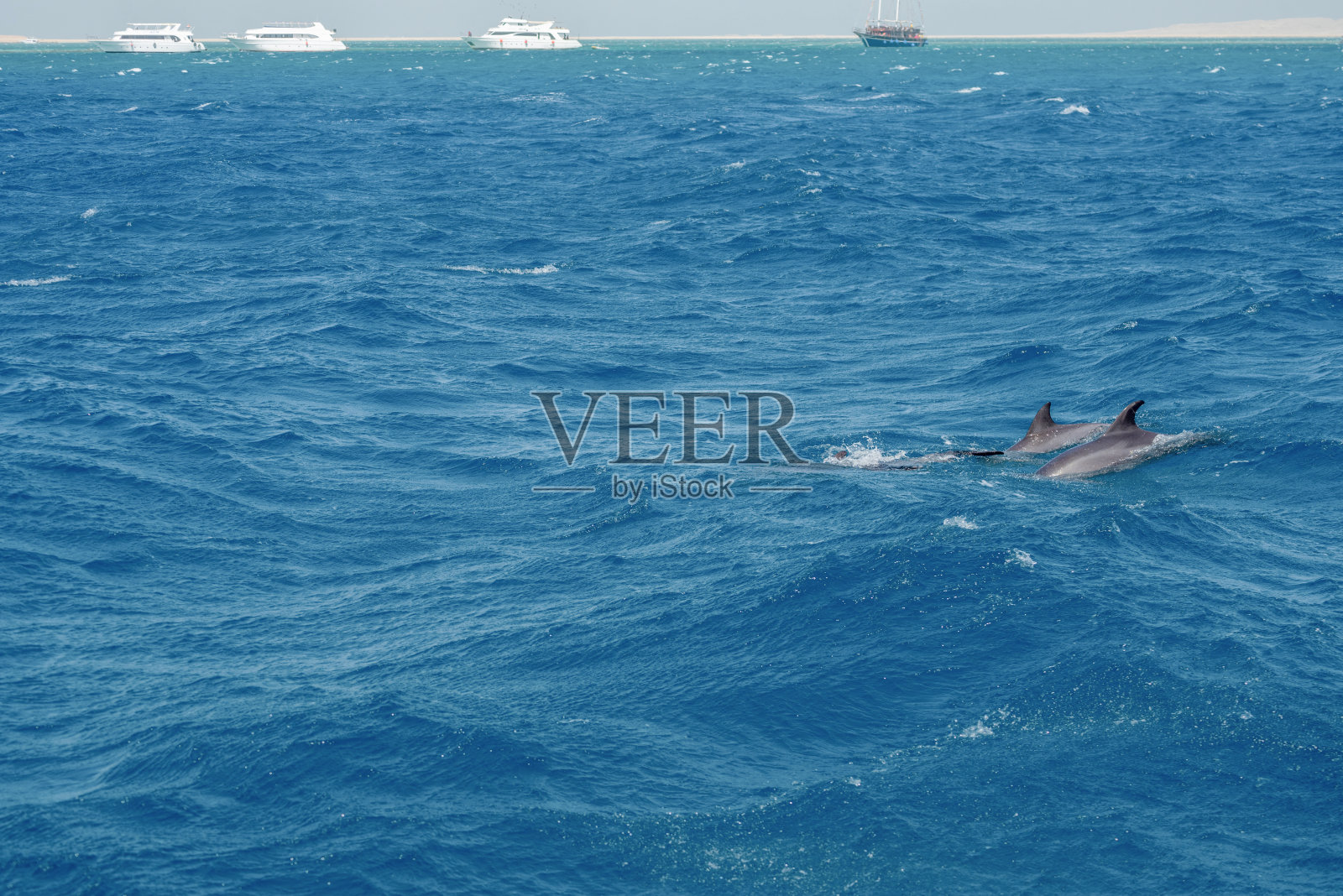 一群宽吻海豚在埃及赫尔格达红海畅游照片摄影图片