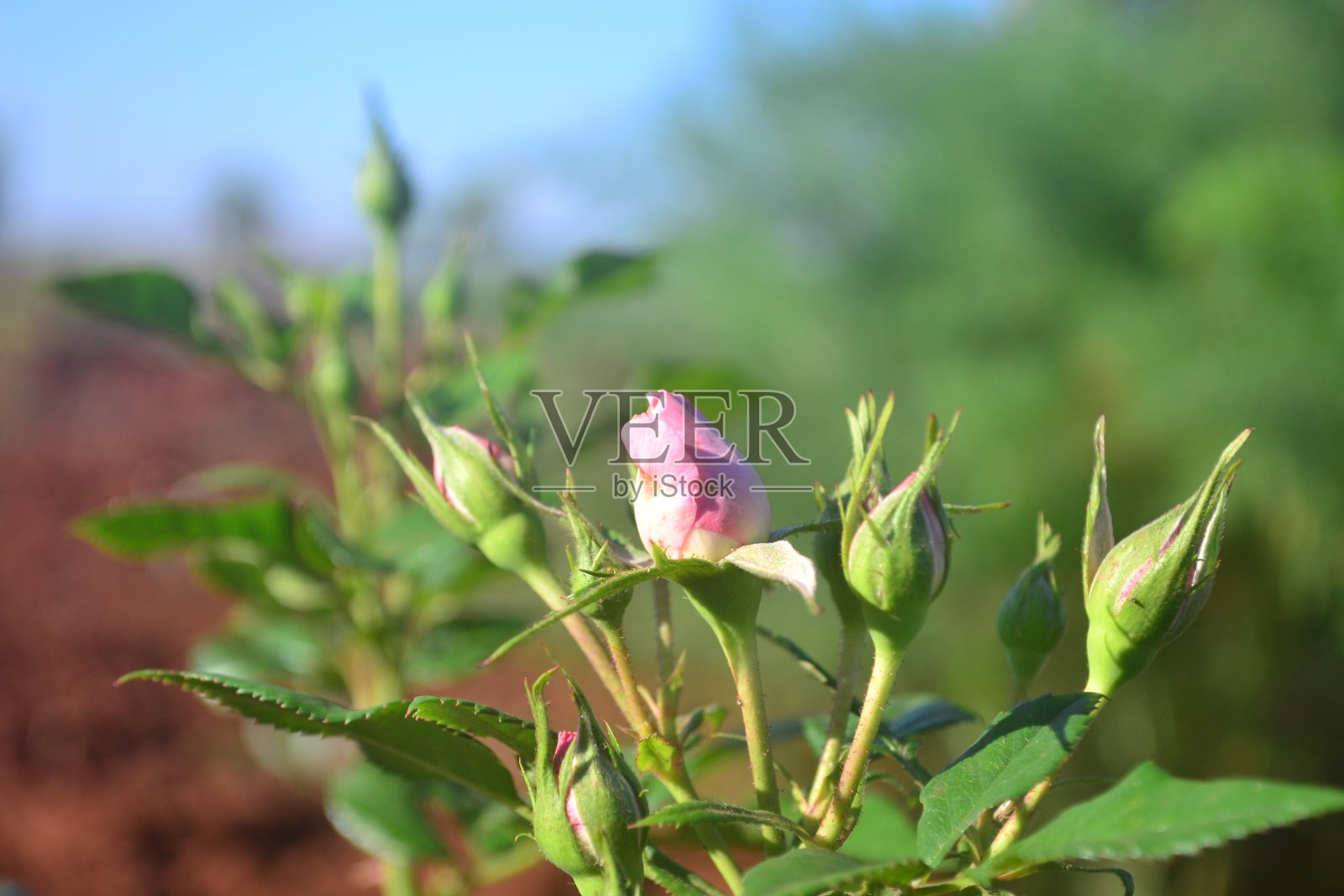 玫瑰照片摄影图片