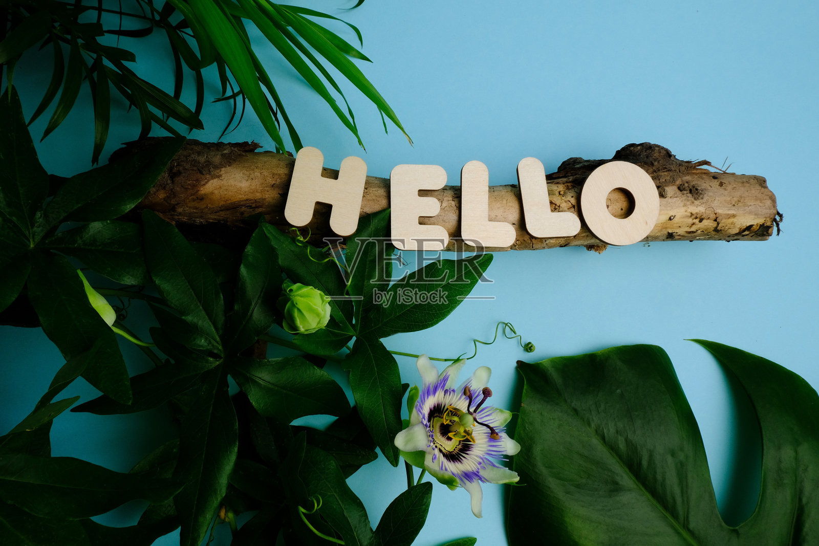 蓝色背景上的热带植物西番莲的花朵。照片摄影图片
