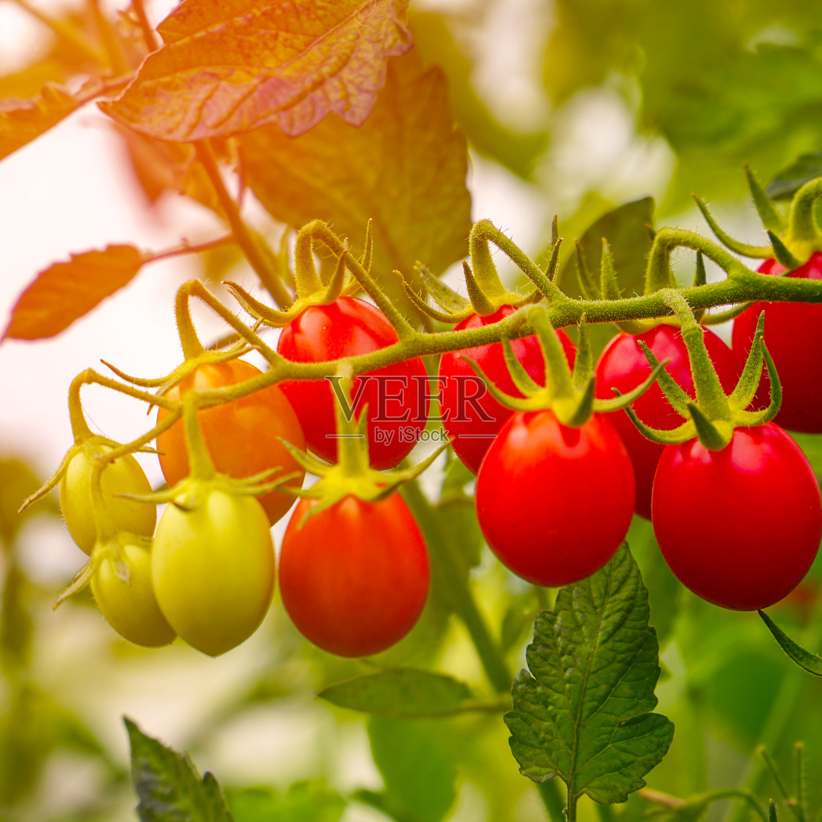 美丽成熟的红色西红柿在阳光下在花园里的灌木上照片摄影图片