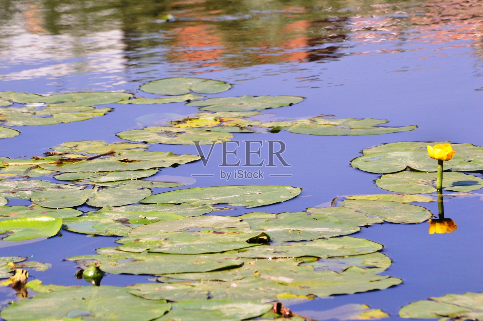 水中的睡莲照片摄影图片