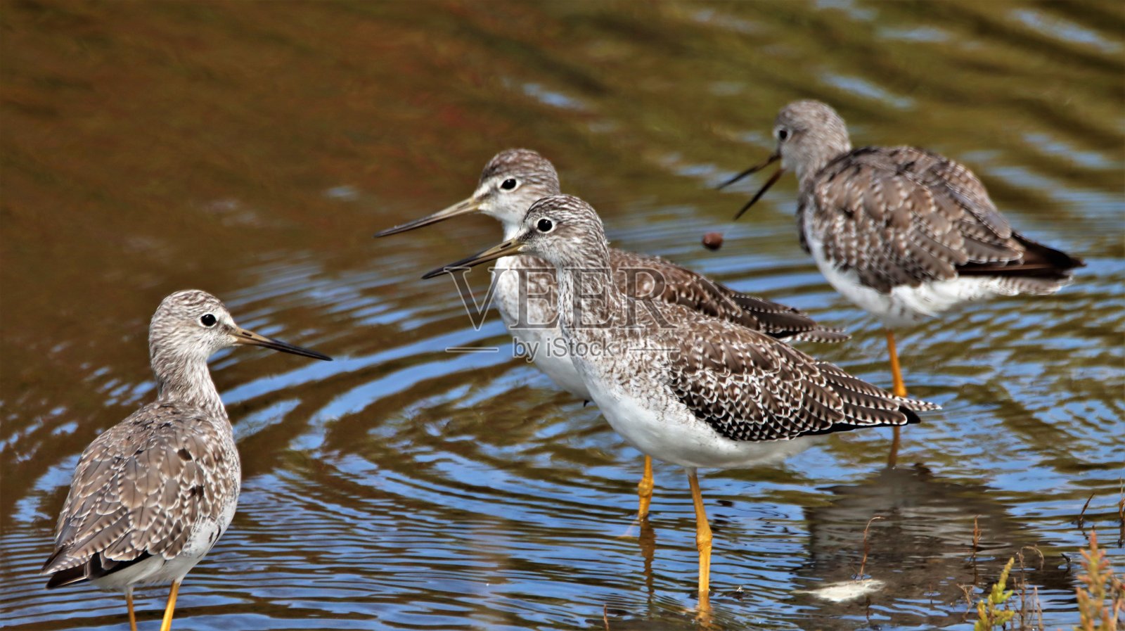 大黄腿站在小溪边照片摄影图片