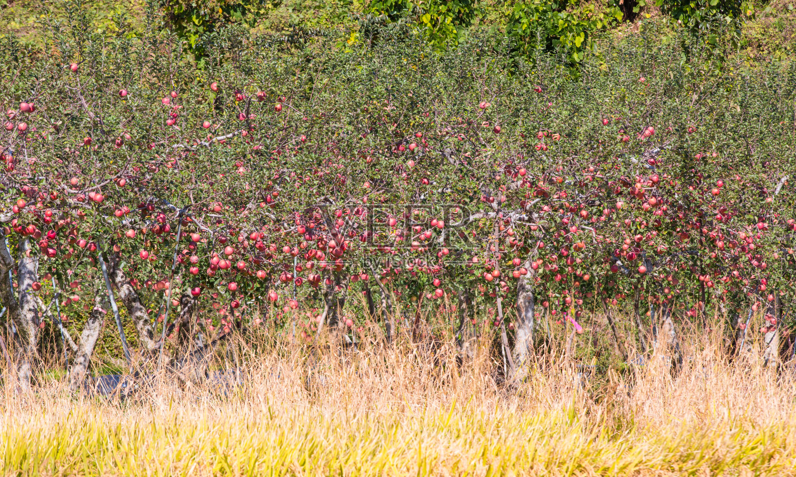 秋天的风景，那里的苹果都成熟了照片摄影图片