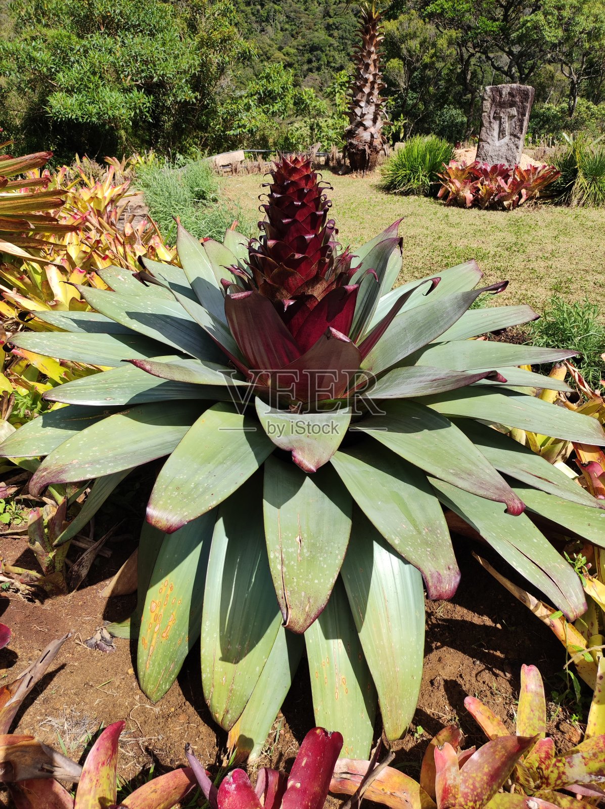 热带凤梨花盛开照片摄影图片