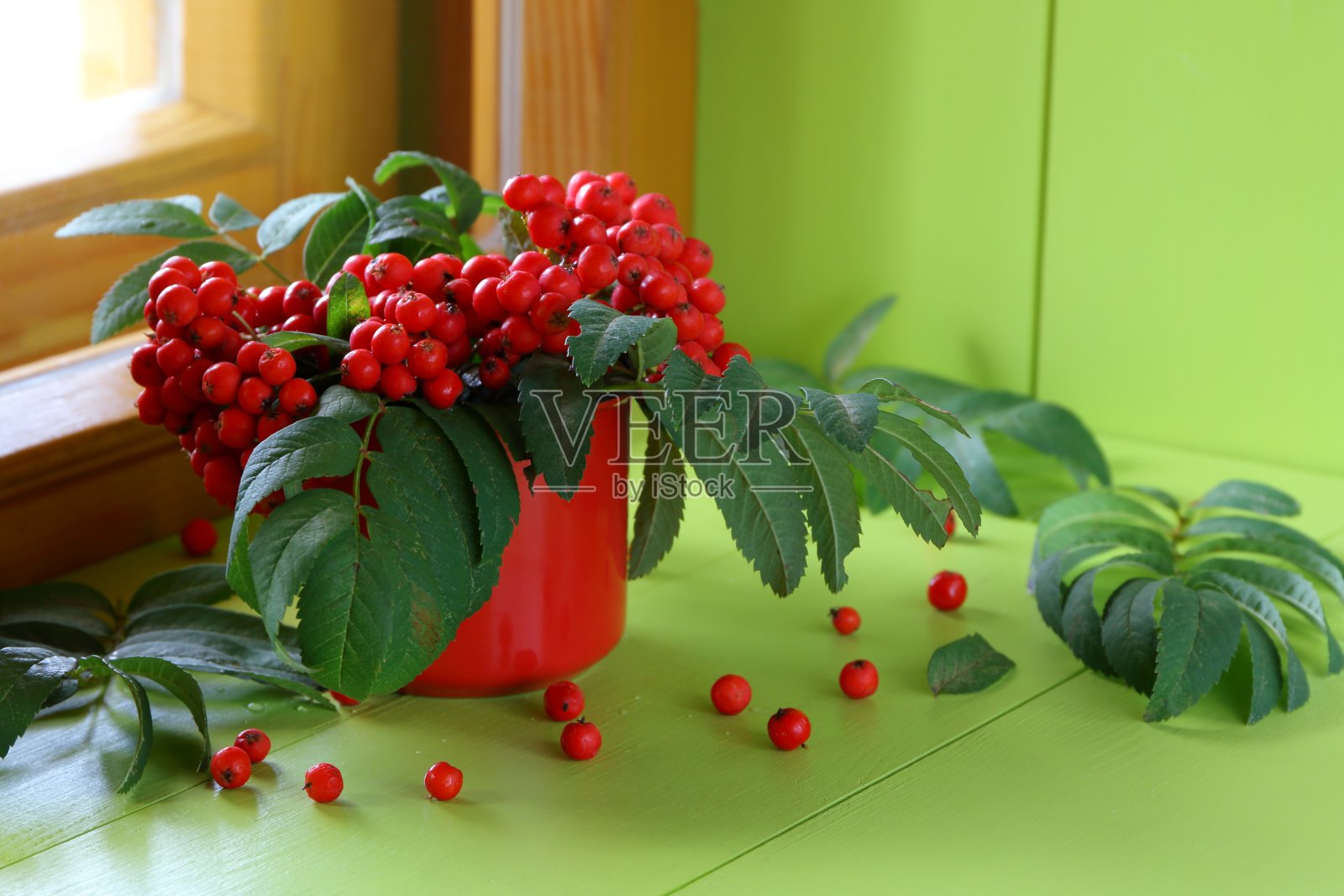 木窗旁的一枝花楸。照片摄影图片