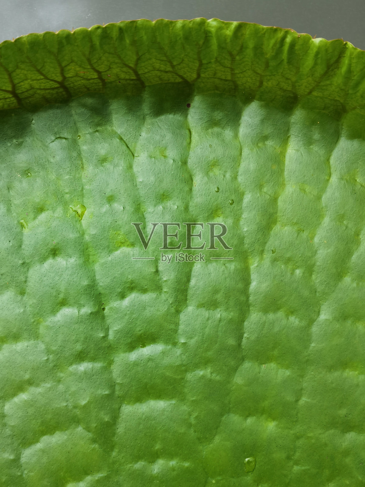 维多利亚荷叶照片摄影图片