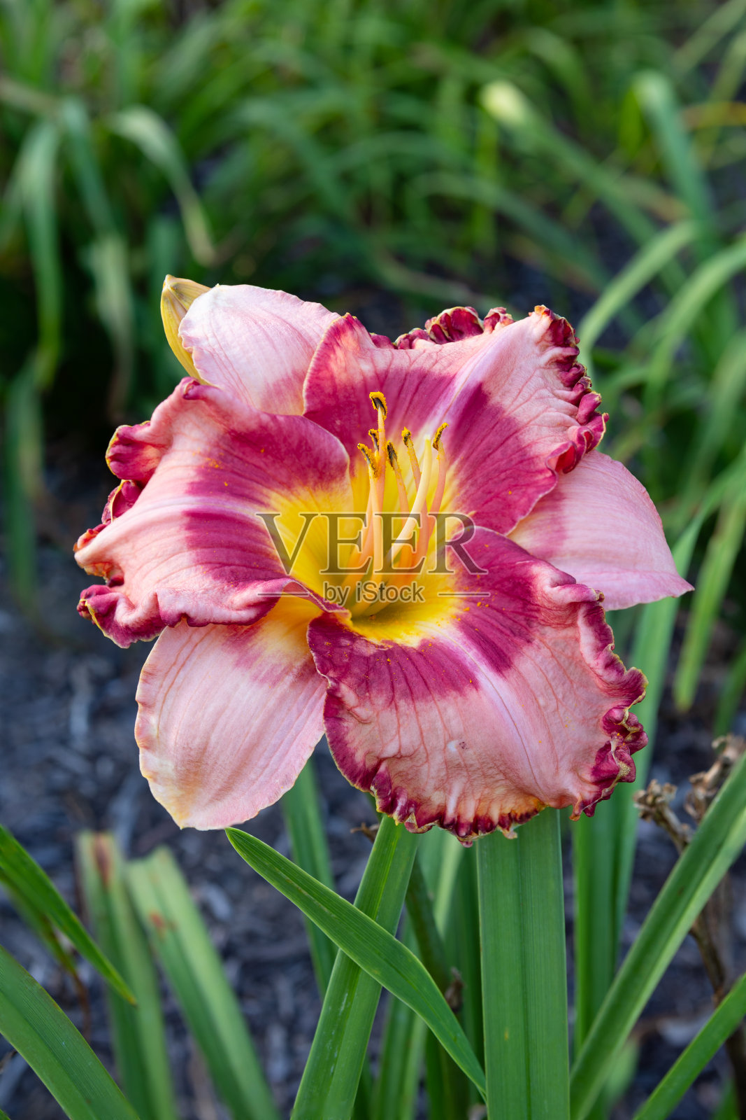 鲜艳的孤立的黄花菜花照片摄影图片